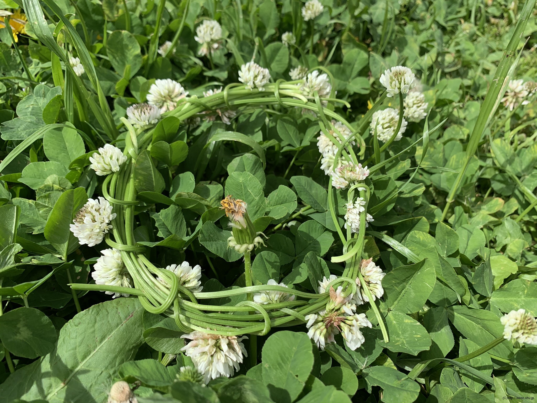 おじさんだけど シロツメクサの冠を作ってみた 動画あり