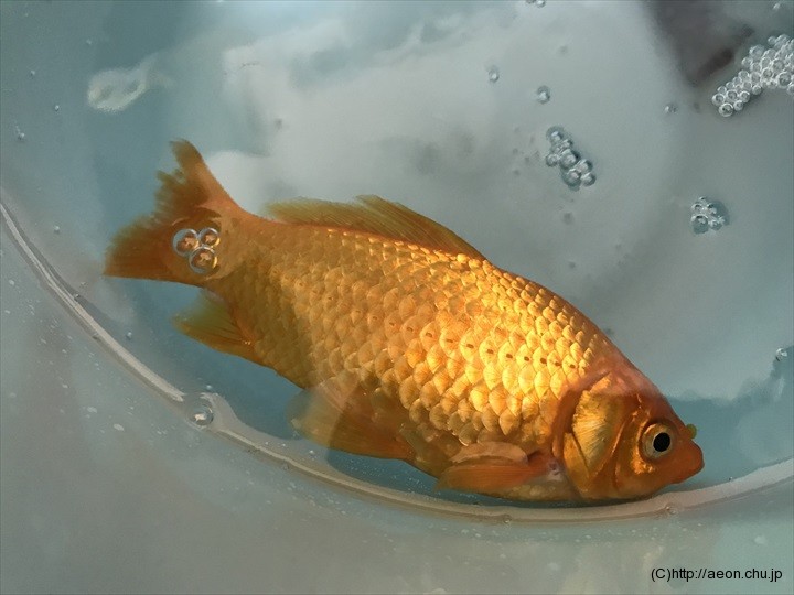 金魚の皮膚が白くなった 横になって浮いているときの対処方法