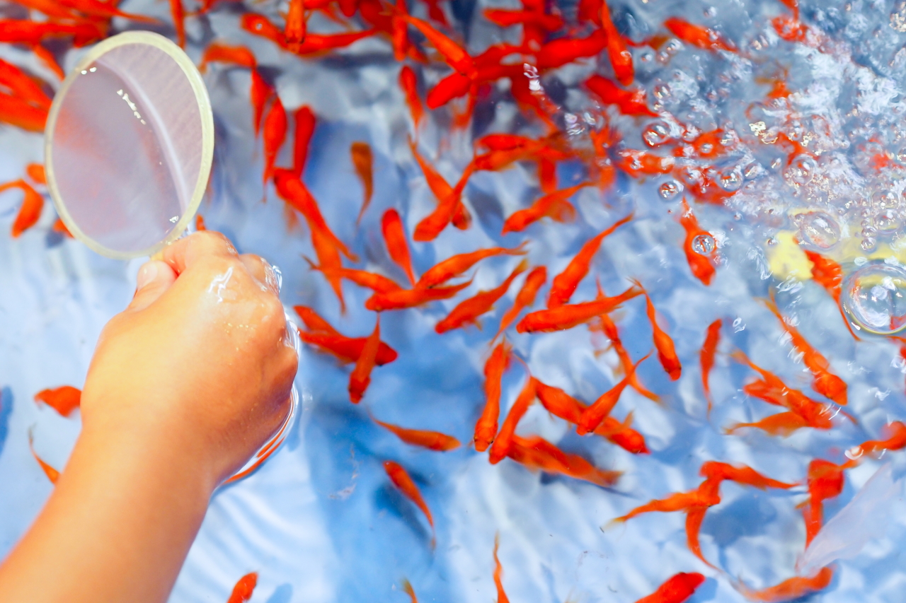 金魚飼育 金魚が教えてくれる命の大切さ 泣ける動画