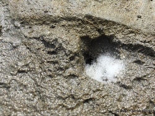 マテ貝の穴